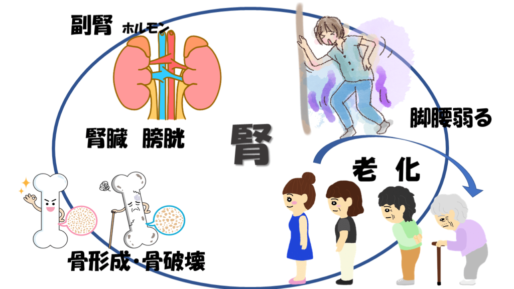 東洋医学では冬に気をつける臓器は腎であり、腎が弱ると起こりえる症状などを現した絵
