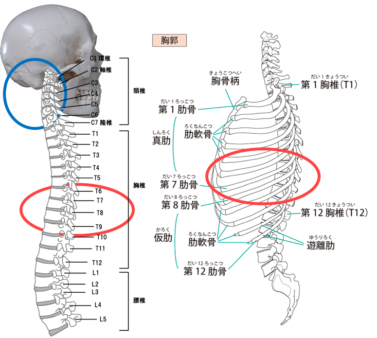 自律神経の調整手技は頭蓋は副交感神経、脊柱は交感神経を使うイメージ