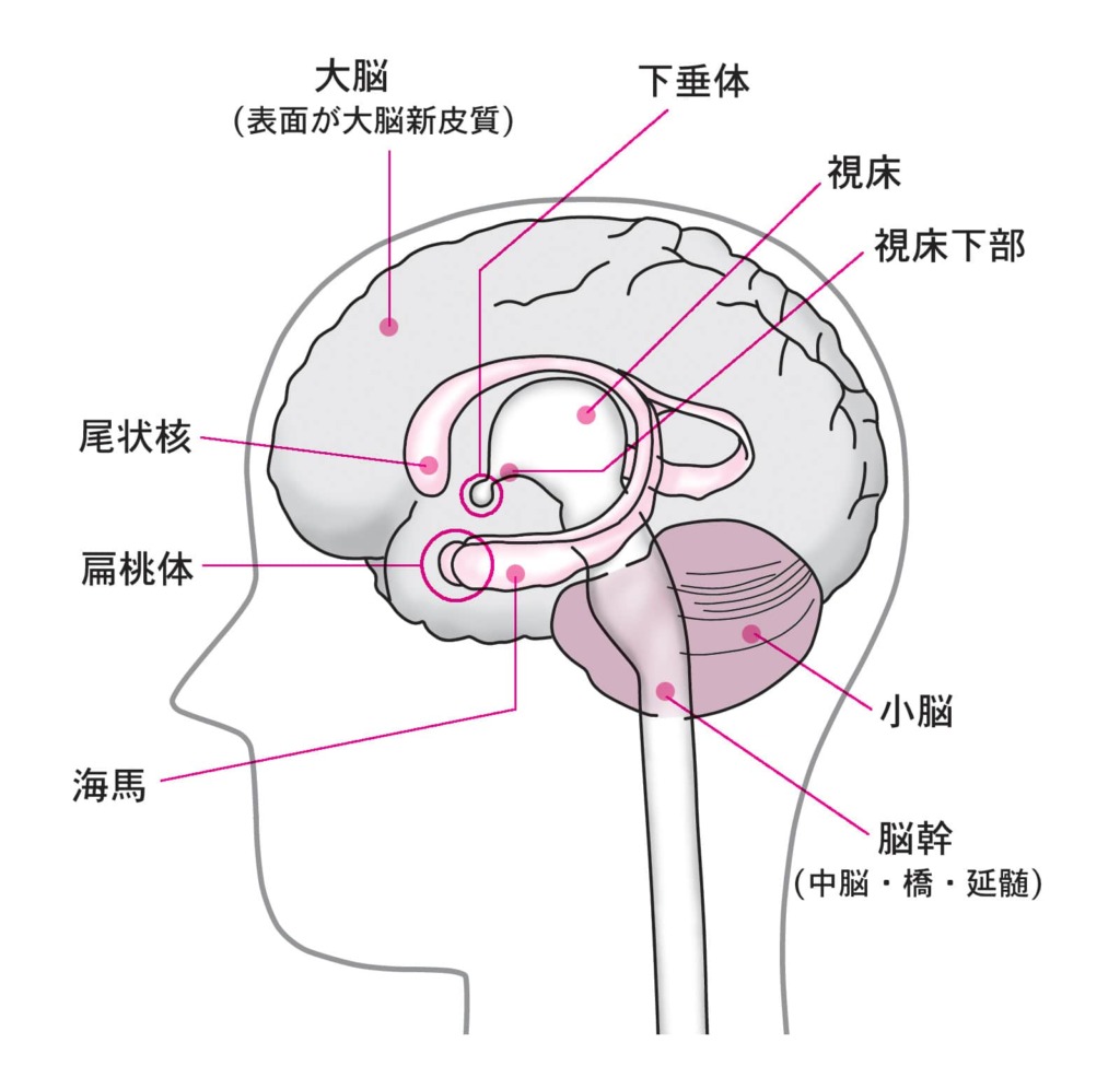 海馬や扁桃体・脳幹など重要な器官がある脳のイメージ