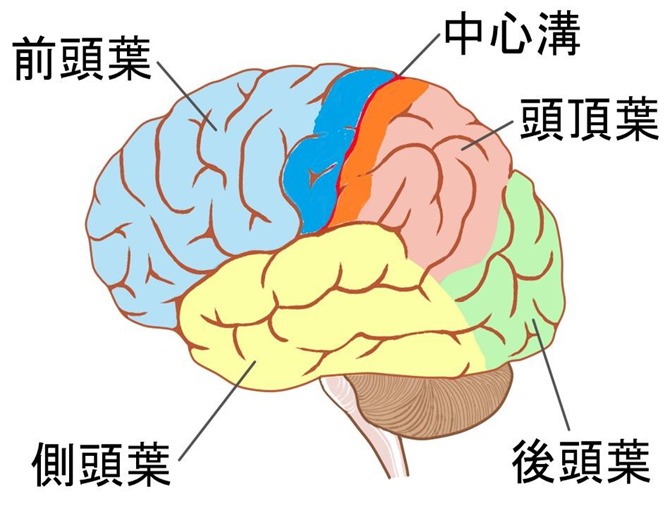 脳の分類イメージ